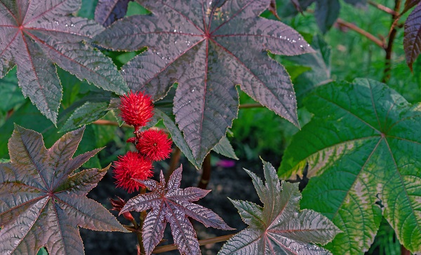 Fruits of the castor tree. Castor-bean tree with red prickly fruits and colorful leaves.