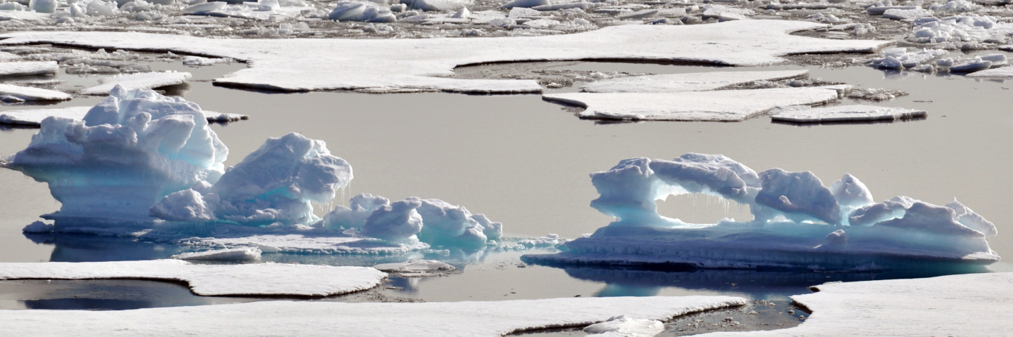 A melting ice floe in the Arctic Ocean resembles an alligator Aug. 12, 2009.