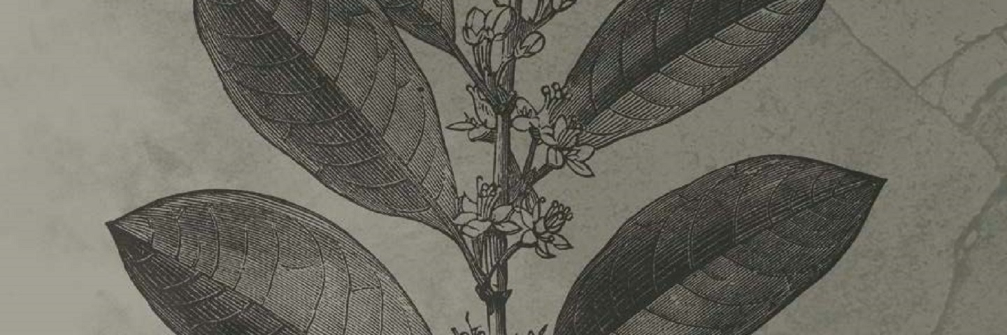 Coco Plant branch