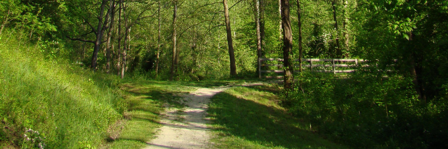 pathway in forest