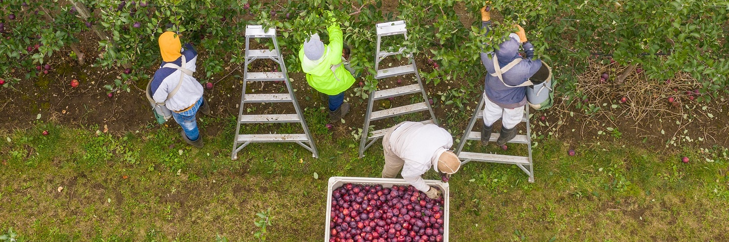 View from above of workers picking apples.