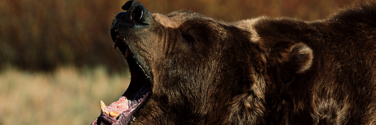bear with mouth agape