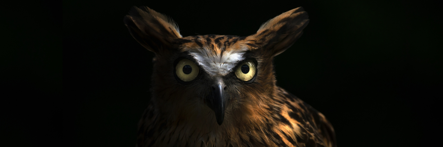 Owl with black background