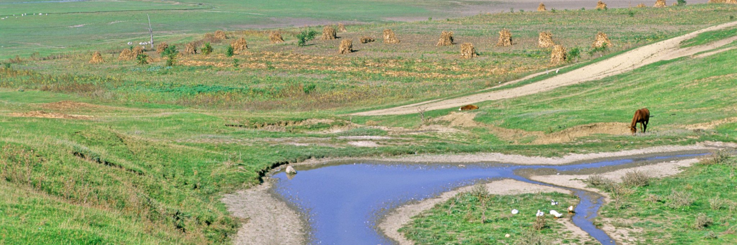 A horse in the large grass fields in Moldova.