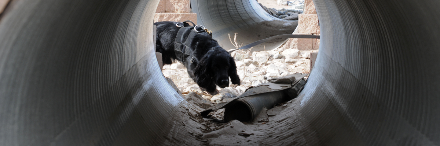 Rocky 53, a tactical explosive detection dog assigned to the 37th Infantry Brigade Combat Team, sniffs out explosives