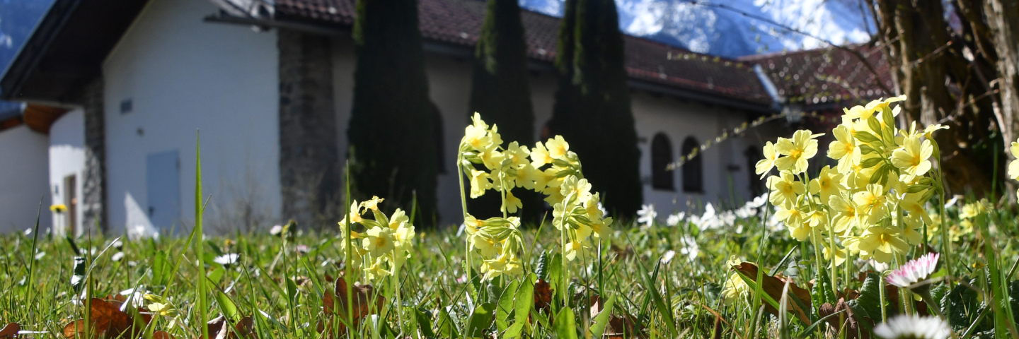 Close-up of yellow spring flowers blooming in the grass on the George C. Marshall Center campus in Garmisch-Partenkirchen, Germany, with snow-covered mountains and a campus building in the background under a clear blue sky.
