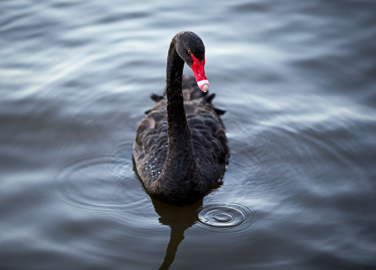 black swan