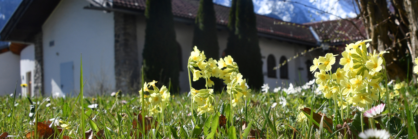 Close-up of yellow spring flowers blooming in the grass on the George C. Marshall Center campus in Garmisch-Partenkirchen, Germany, with snow-covered mountains and a campus building in the background under a clear blue sky.