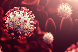A graphic of the Coronavirus cell surrounded by red blood cells. 