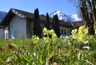 Close-up of yellow spring flowers blooming in the grass on the George C. Marshall Center campus in Garmisch-Partenkirchen, Germany, with snow-covered mountains and a campus building in the background under a clear blue sky.