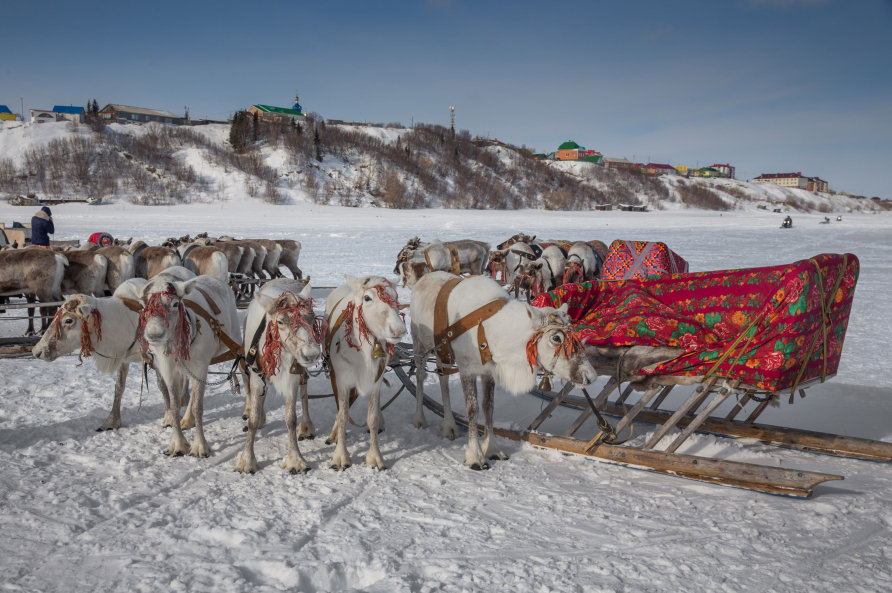 Reindeers are seen before the race on the Reindeer Herders' Day celebration in the city of Aksarka, in Yamal-Nenets Region, 2500 kilometres northeast of Moscow, Russia on April 03, 2017.